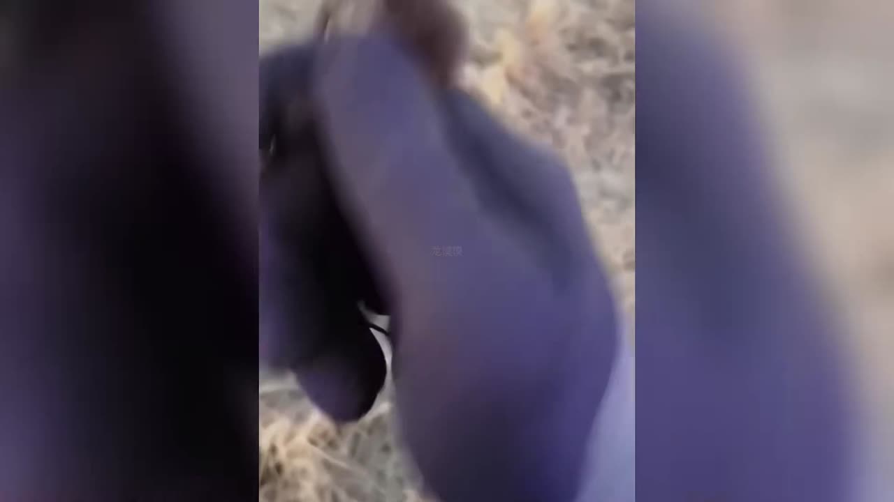 Cutie And Playful Animals