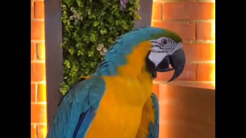 Cute animals amzang animals funny animals #animals