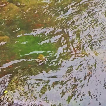 Green algae in a river with fresh water / beautiful river in nature.