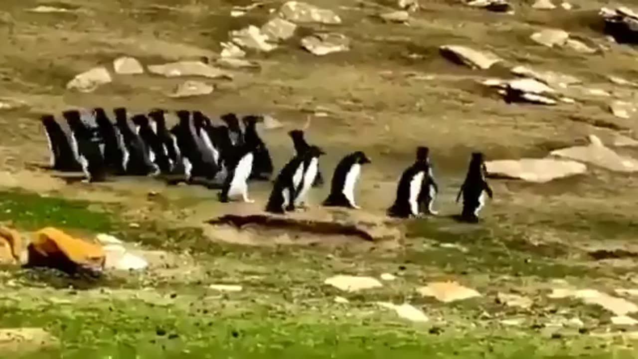 Penguin Gets Mixed With Another Group, Friend Goes To Take It Back
