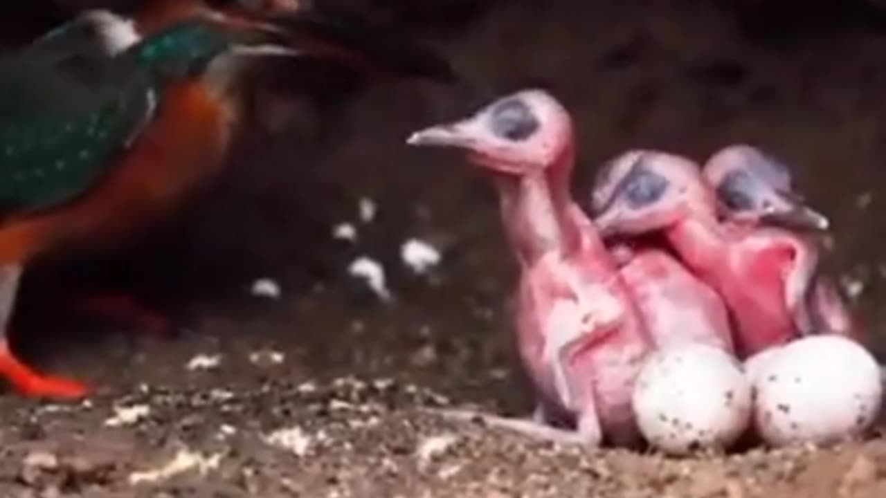 mother bird feeds her chicks