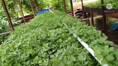 Planting spinach and celery on a board