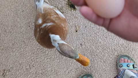 Daddy duck protects eggs