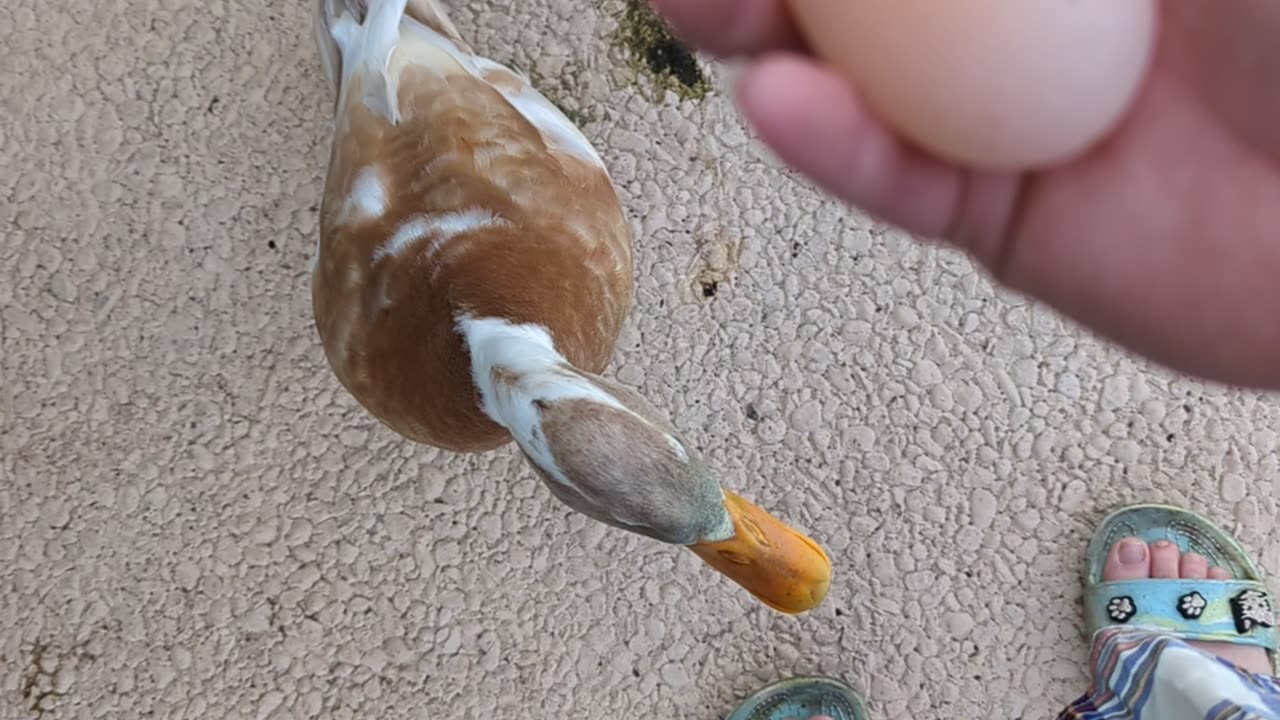 Daddy duck protects eggs
