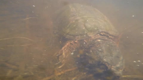 Huge Turtle