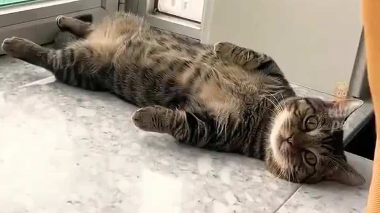 Funny animal video