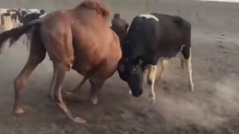 Quando o camelo enfrenta o toro