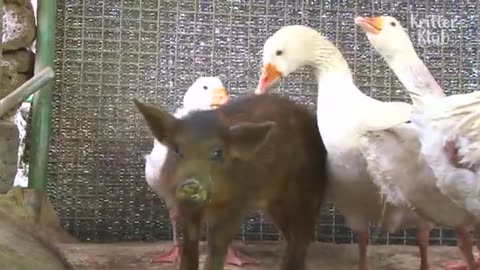 Geese Protect Pig From Being Bullied By Other Pigs | Kritter Klub