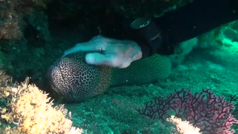 Scuba Diver handling Moray Eel, it enjoys it ....