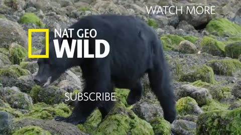 Seal Pups Face a Hungry Predator | Nat Geo Wild