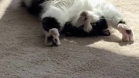 Cute animals