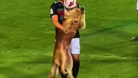 Animals in Football 🥰🥰⚽⚽