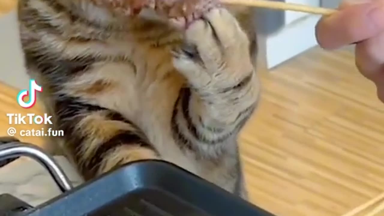 Funny Cat videos