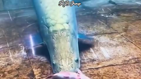 Mini Shark Attack 😭