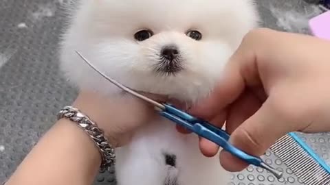 cute animals