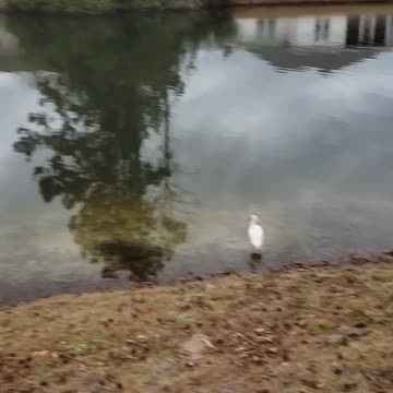 Beautiful Egrets and Ducks