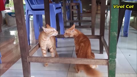 Cats Fighting and Meowing| this two are bloody brothers |cats funny moment