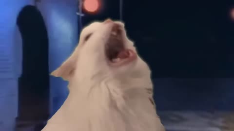 Never gonna Meow you up