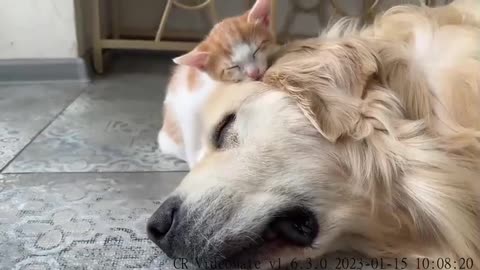 Tiny Kitten Loves Golden Retriever