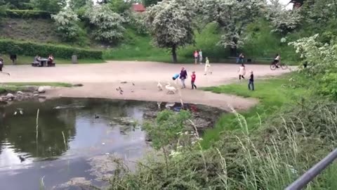 Swan family controls traffic in Denmark