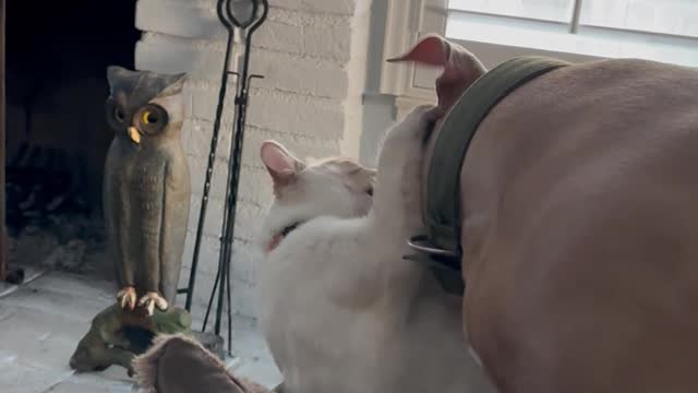 Rare Turkish Van Cat Plays with Dog