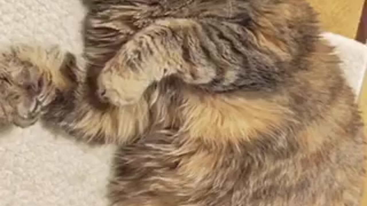 Beautiful cat 🐱 trending video