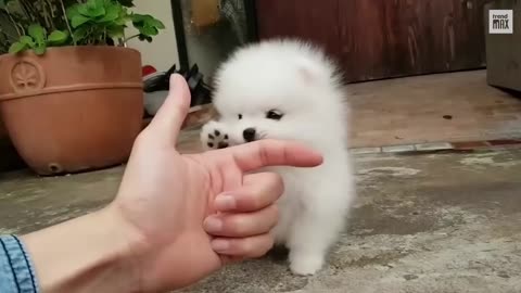 cute small dogs