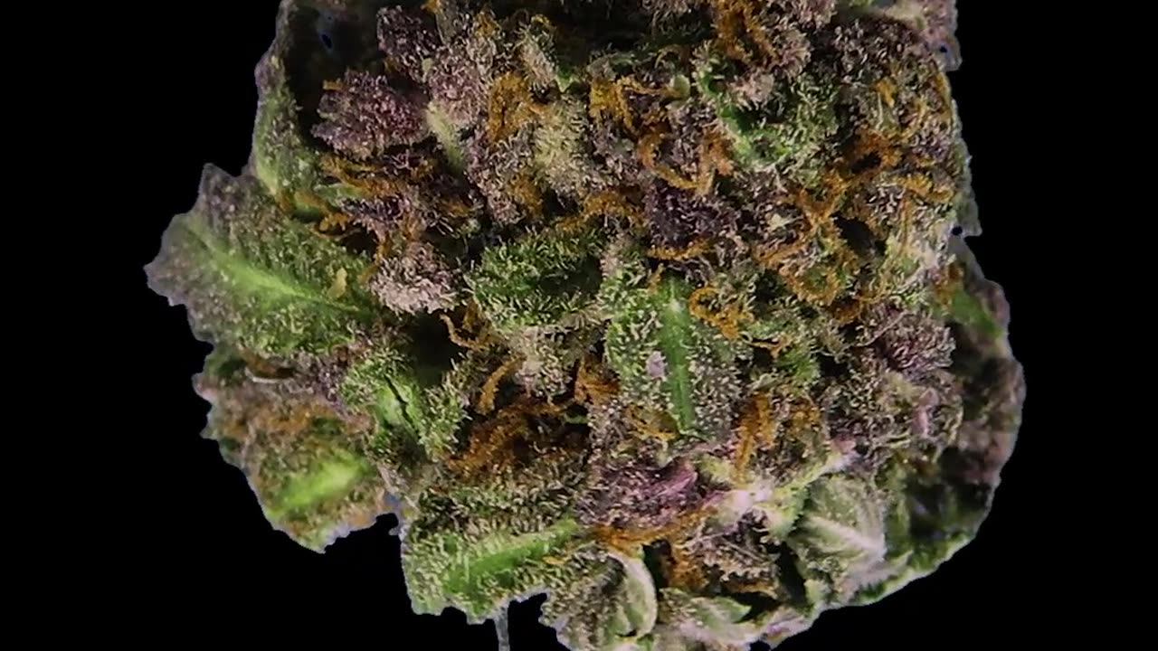 Purple Urkle