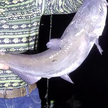 13 lb Blue Catfish on Cut White Perch