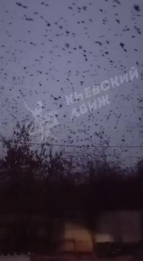 ΚΟΡΑΚΙΑ ΚΙΕΒΟ 2