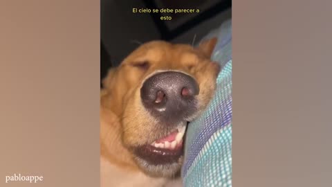 Funniest Cats And Dogs Videos 😁 Hilarious Animals 2024 🐾