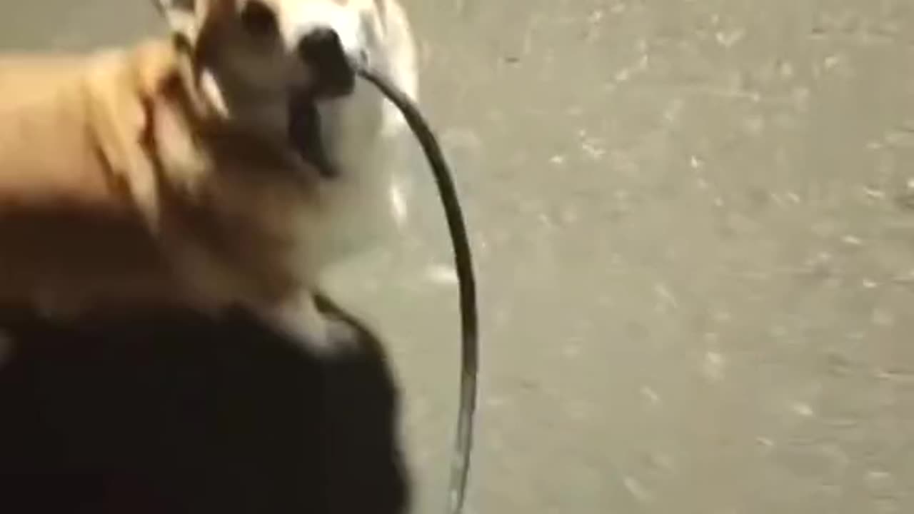 Funny animal