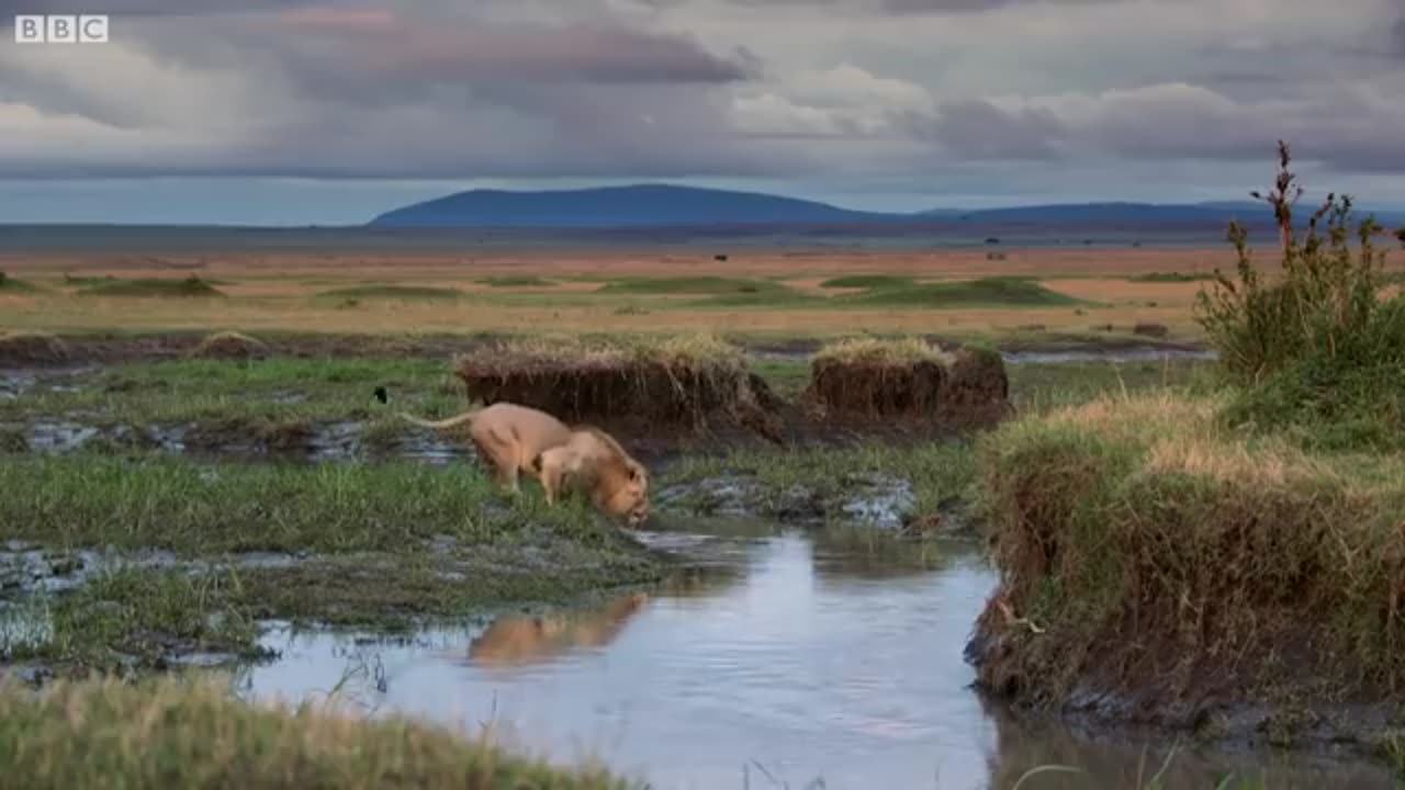 Hyena pack attacks lion | FULL CLIP - Dynasties