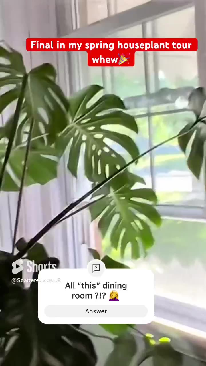 🎋 🪴 🌴 Houseplant Tour Spring 2024 - Part 4 …Living Room/Dining Room!