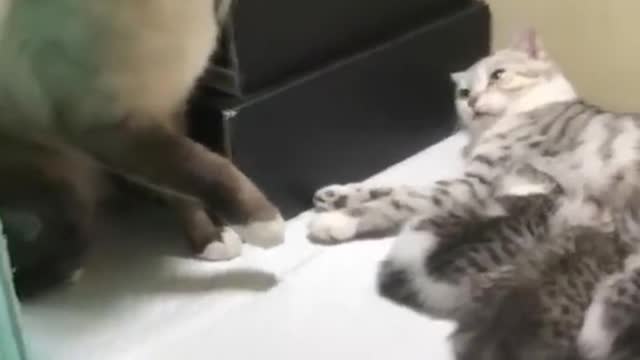 WEIRD 🐈 CAT