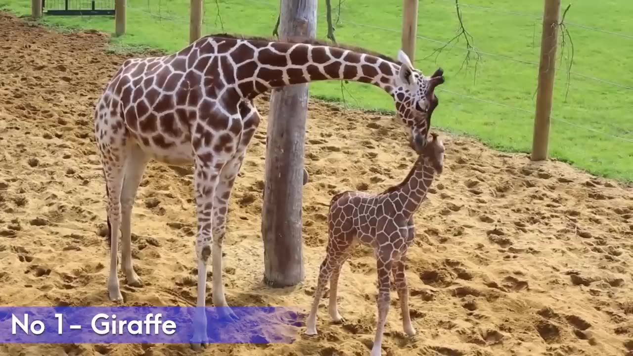 10 Most Newborn Animals Look Like