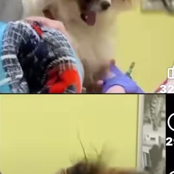 The Incredible Hulk-Dog