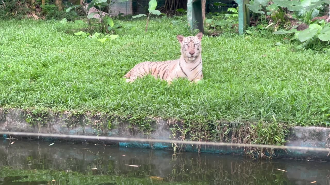 the White Bengal Tiger Nature's Most Beautiful + Elusive Creature