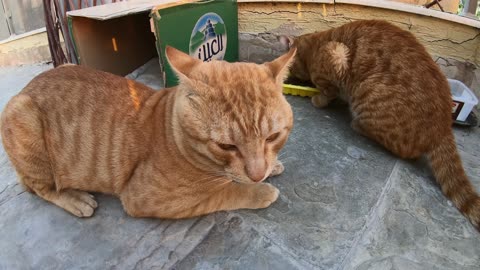 Homeless cats in Ras Al Khaimah, UAE: CHRIS MARTIN & ED SHEERAN #EdSheeran #ChrisMartin #TheVoice