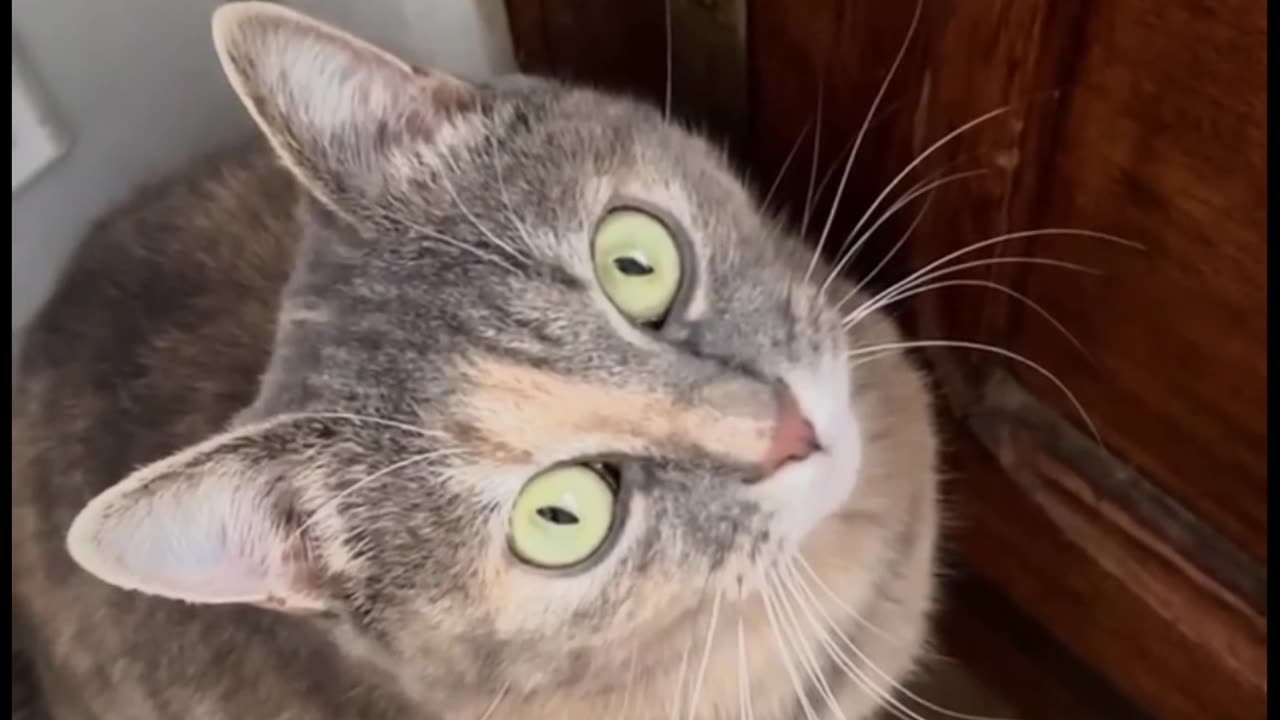 Meow to make cats come to you😁