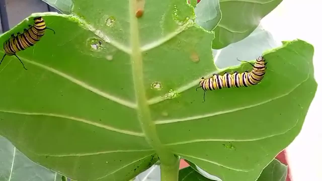 Orugas Comiendo