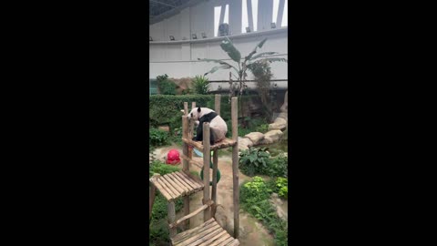 Panda Bear Sit on its Perch at Malaysian National Zoo