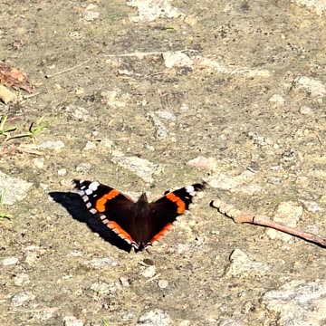An admiral butterfly flies in slow motion.