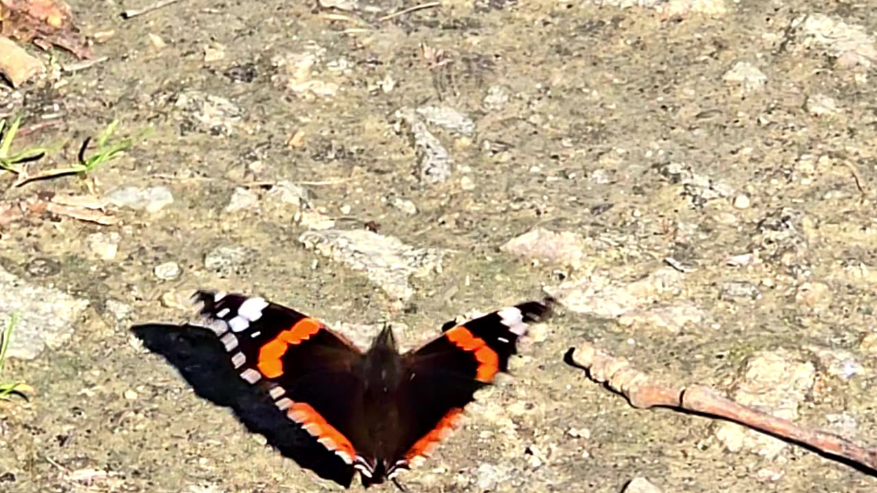 An admiral butterfly flies in slow motion.