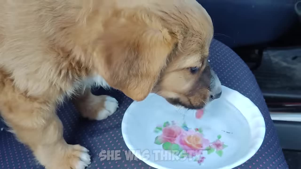 Abandoned puppy wouldn't stop smiling after being rescued