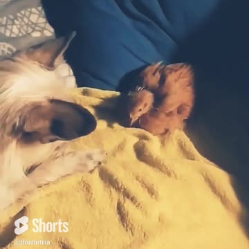 Luna and Goldi - memories, old movie.