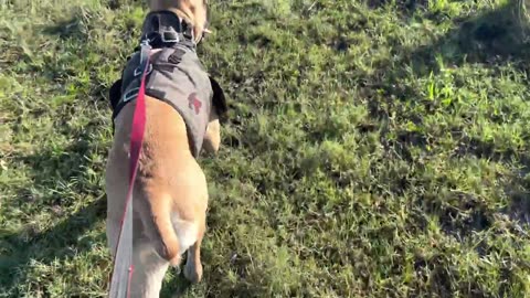 Training Cane Corso catch dog - Wild Boar Florida hunt