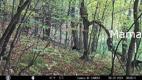 Baby visitors on the spring trail cam