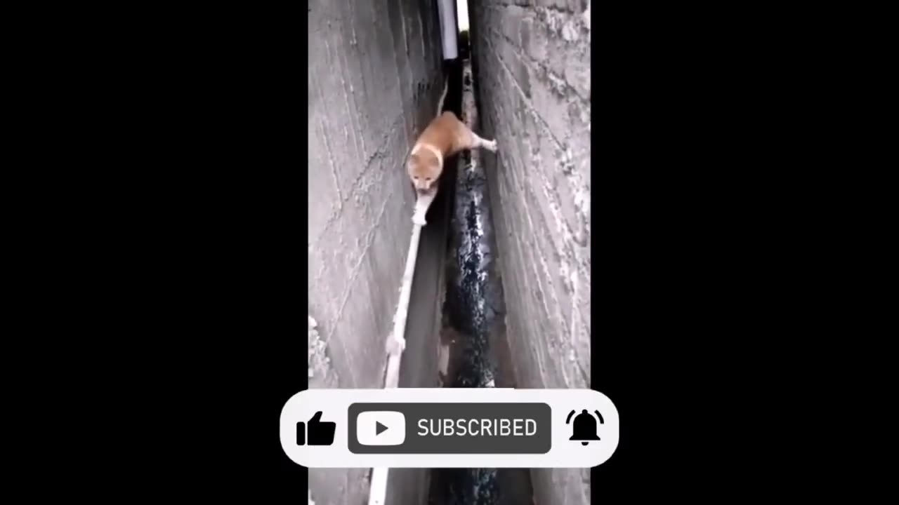 Funny memes video | Cat