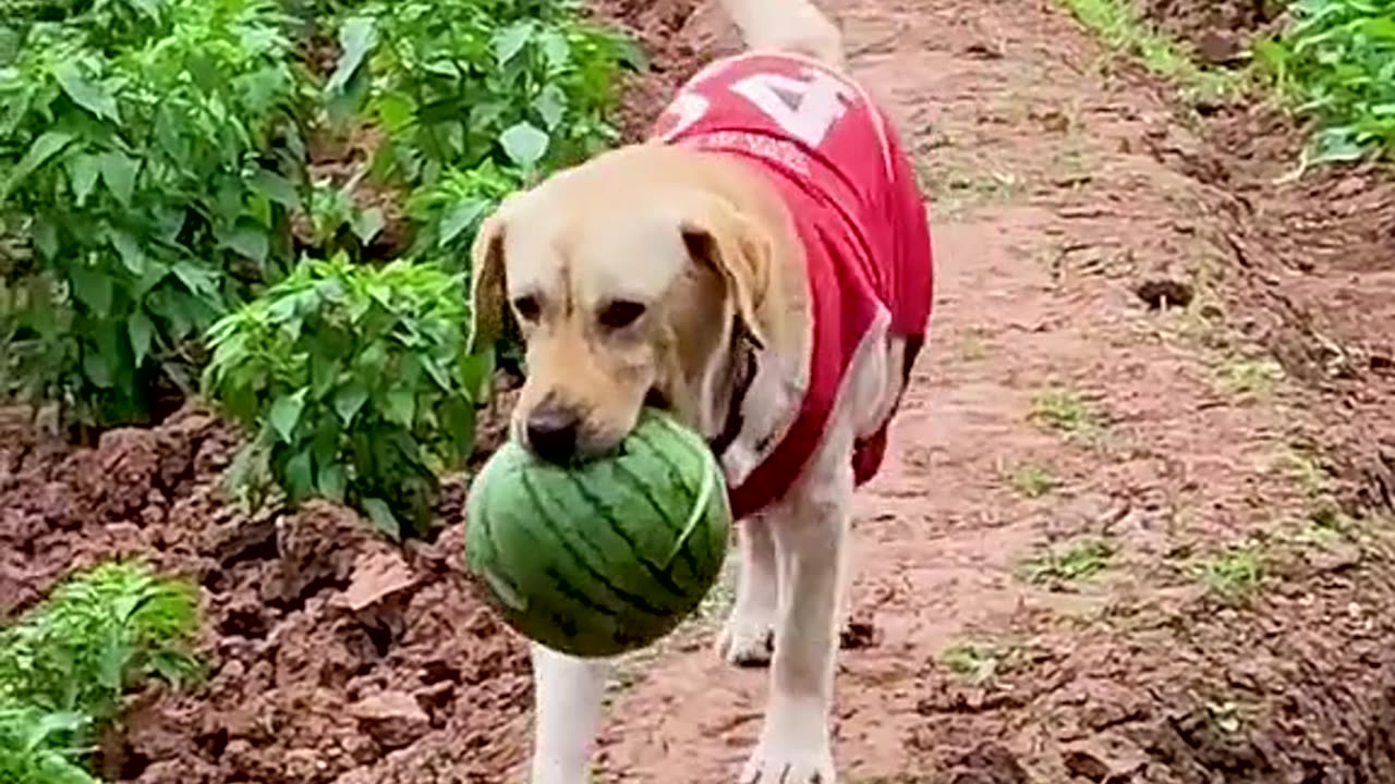 Cute little lala # 'Pet # # of pet dog dog